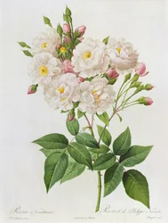 Rosa Noisettiana, aus 